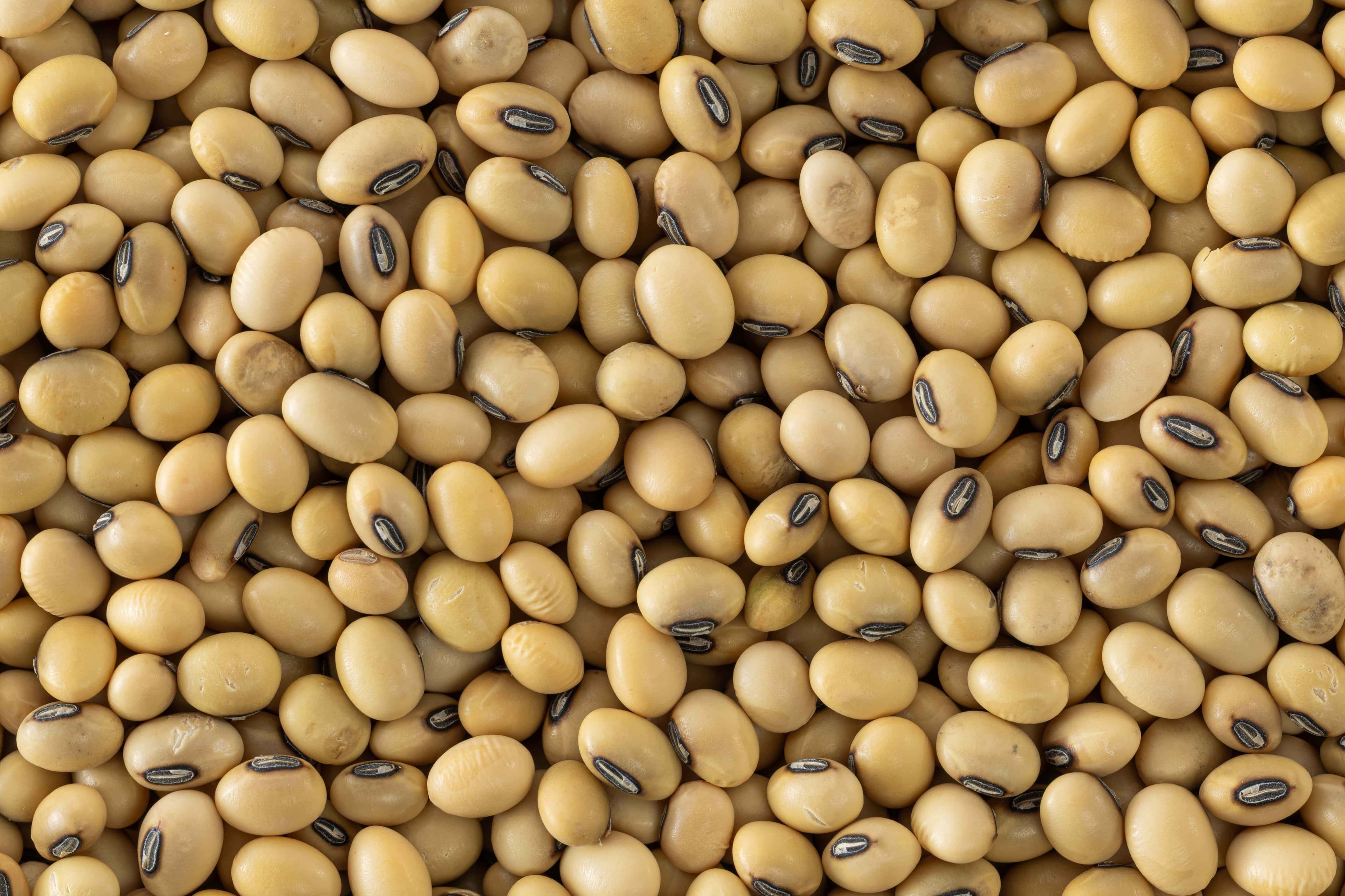 Soyabean